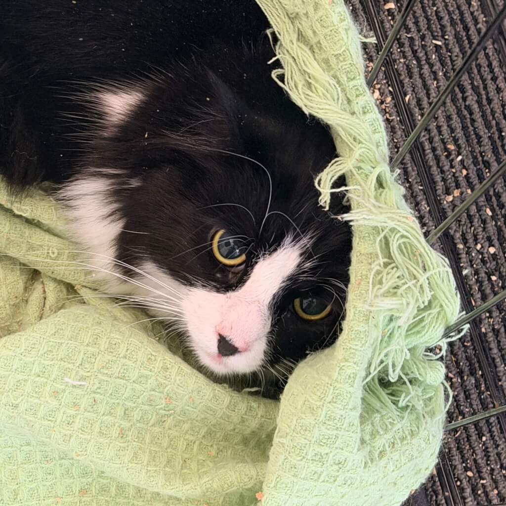 Ben E - Domestic Medium Hair cat available for adoption at Neko Ngeru in Wellington