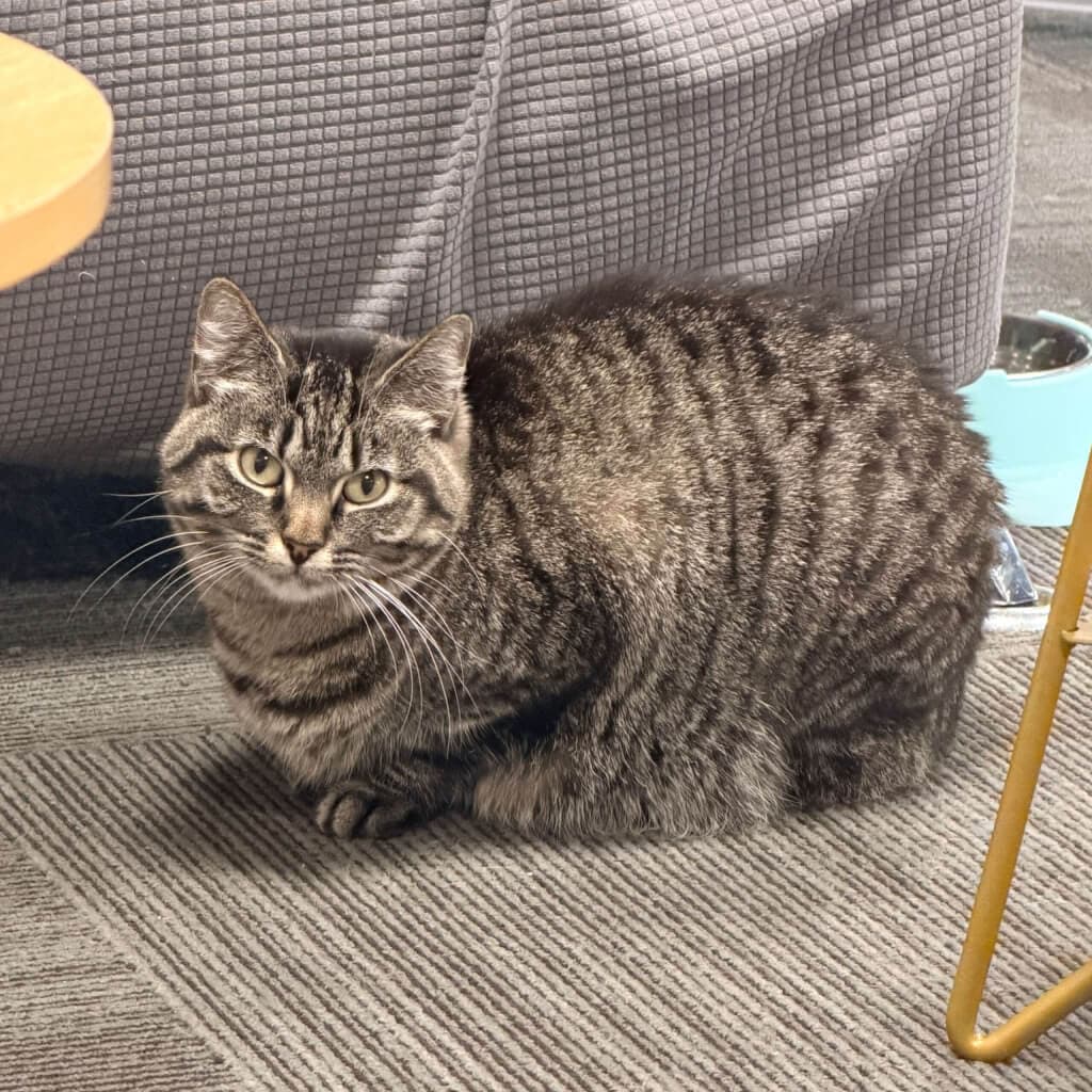 Bianca - Domestic Short Hair cat available for adoption in Wellington