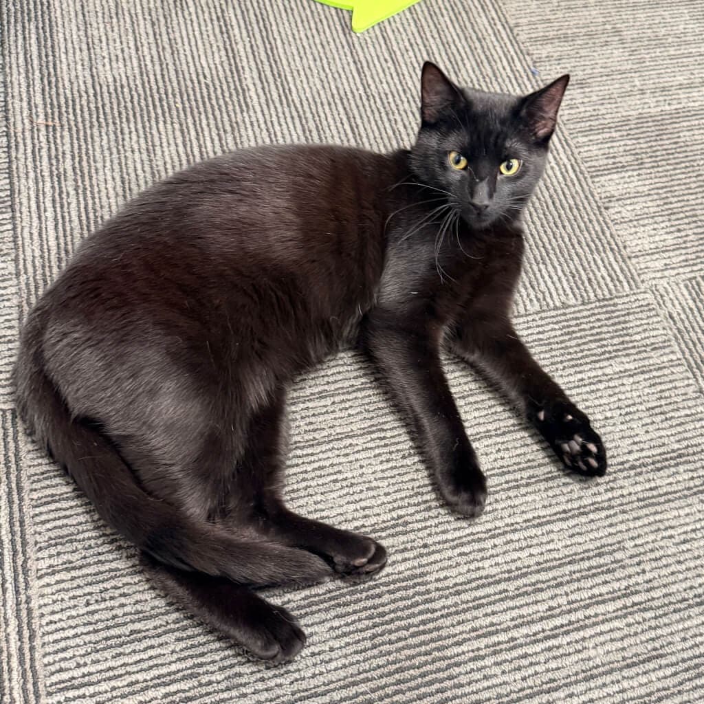 Bishop - Domestic Short Hair cat available for adoption in Wellington