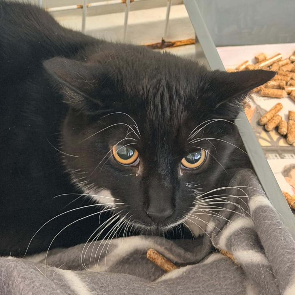 Norton - Domestic Short Hair cat available for adoption at Neko Ngeru in Wellington