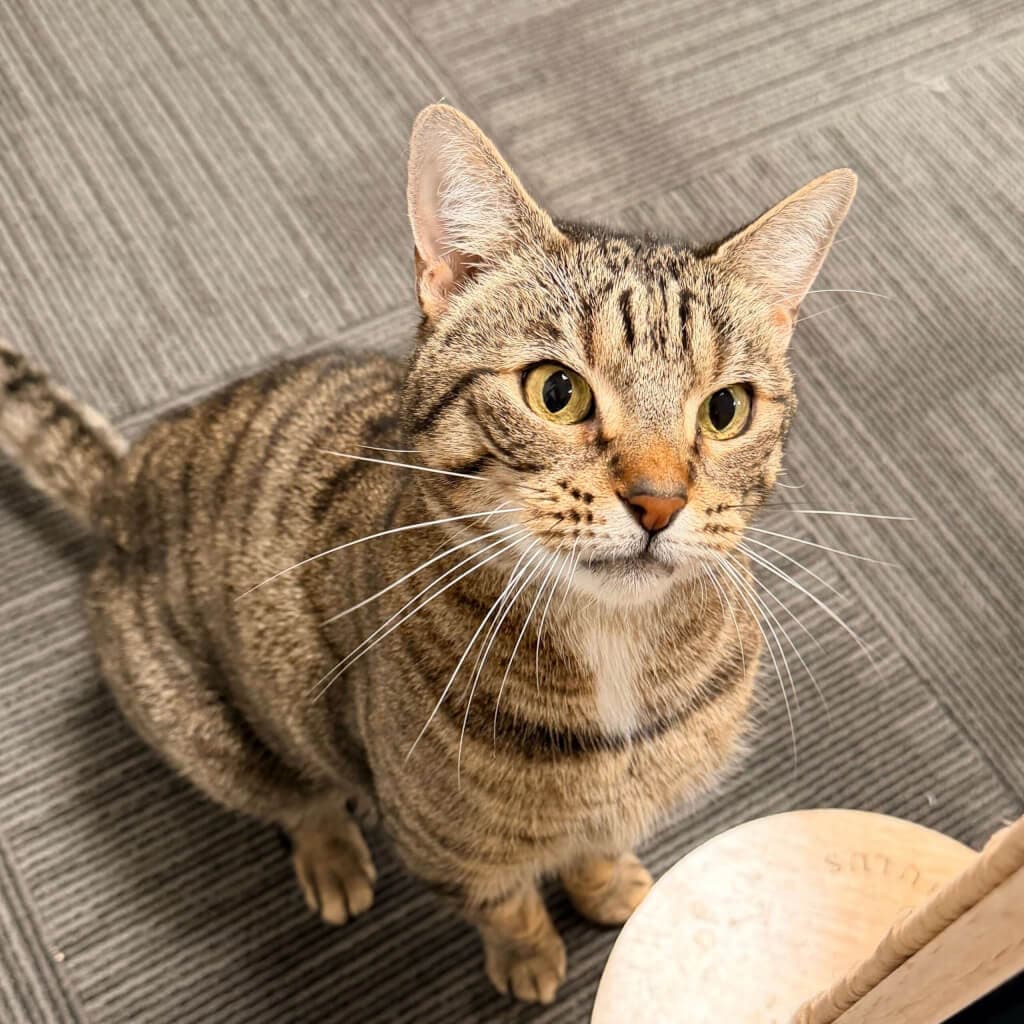 Dave - Domestic Short Hair cat available for adoption in Wellington
