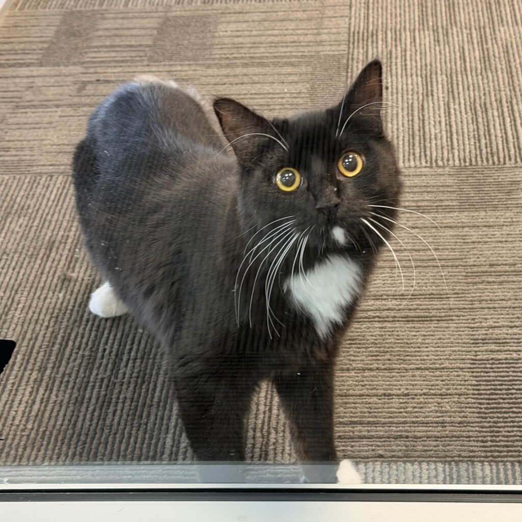 Kieran - Domestic Medium Hair cat available for adoption in Wellington