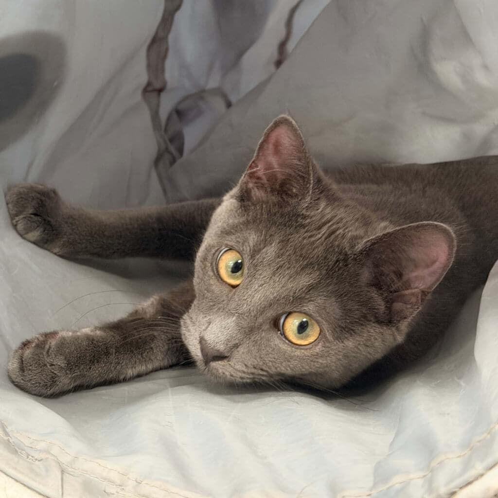 Leo - Domestic Short Hair cat available for adoption in Wellington