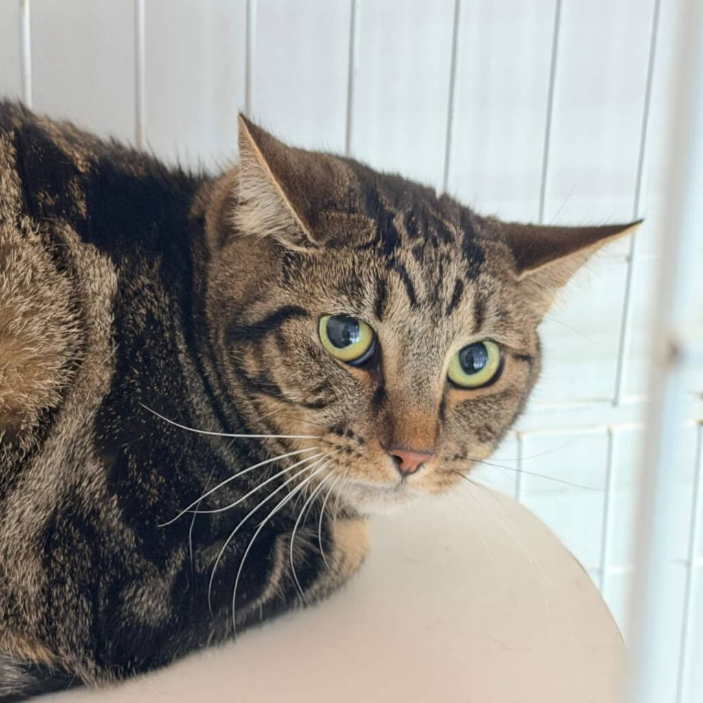 Melody - Domestic Short Hair cat available for adoption at Neko Ngeru in Wellington