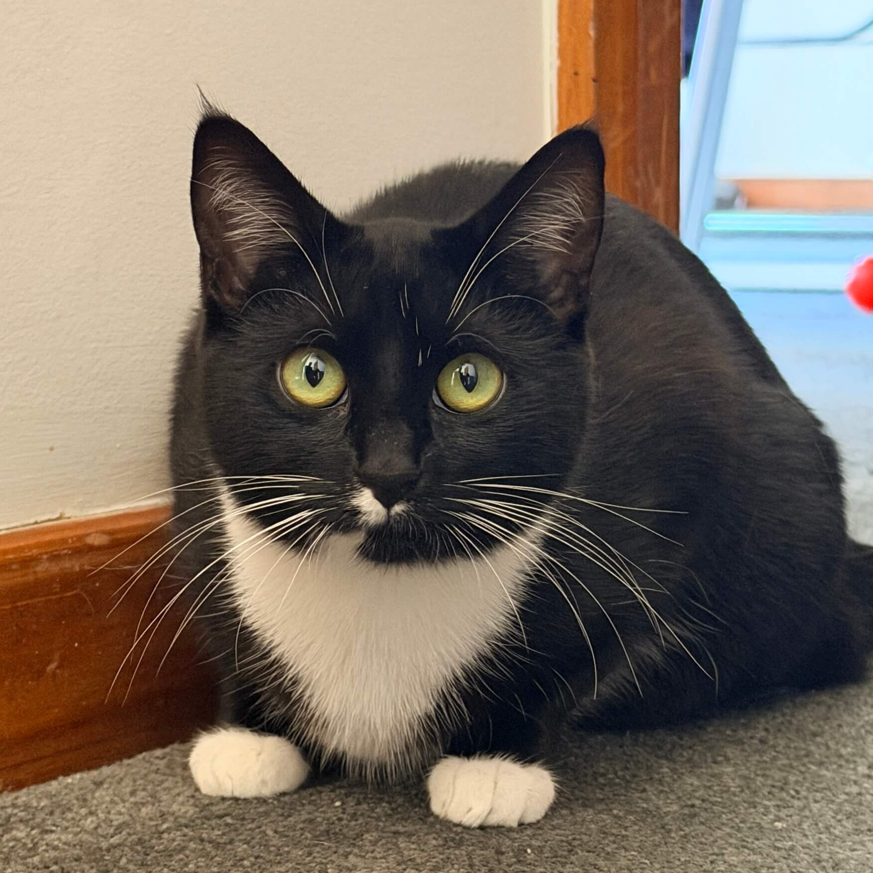 Courtney - Domestic Short Hair cat available for adoption at Neko Ngeru in Wellington