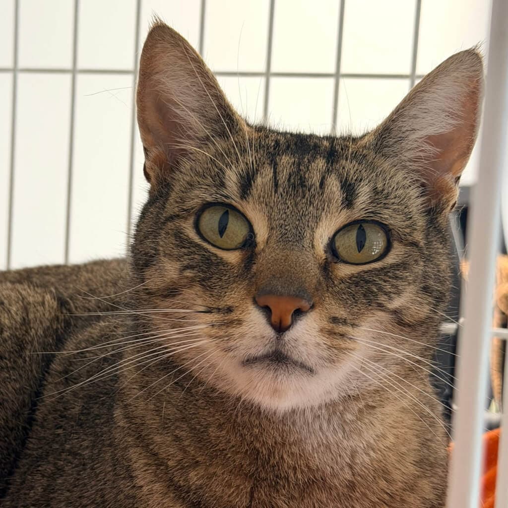 Mr Spock - Domestic Short Hair cat available for adoption in Wellington