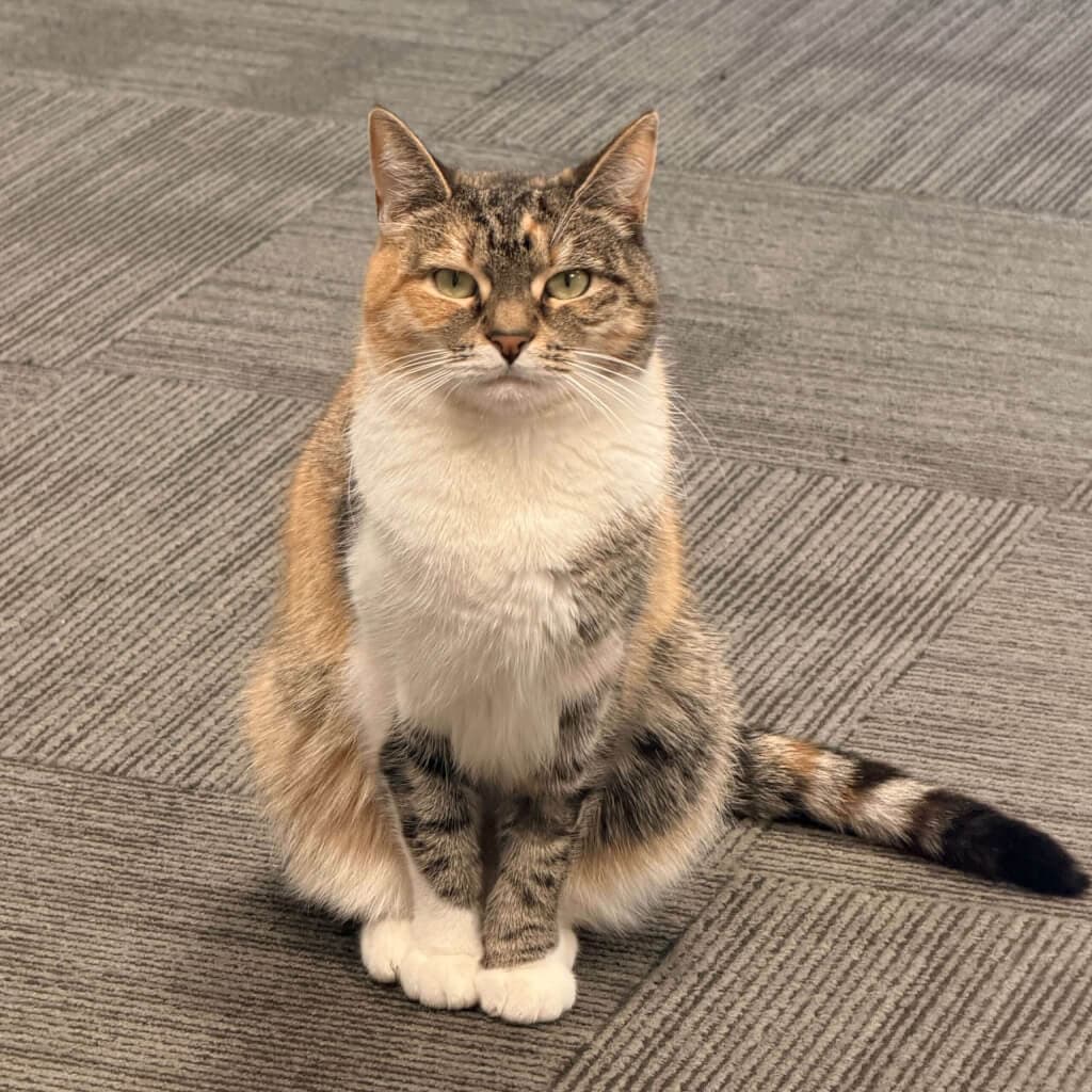 Winter - Domestic Short Hair cat available for adoption in Wellington