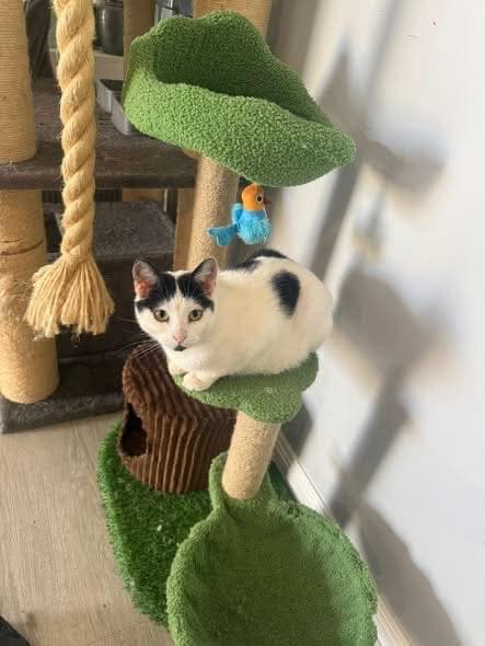 Sarah - Domestic Shorthair cat available for adoption in Adelaide