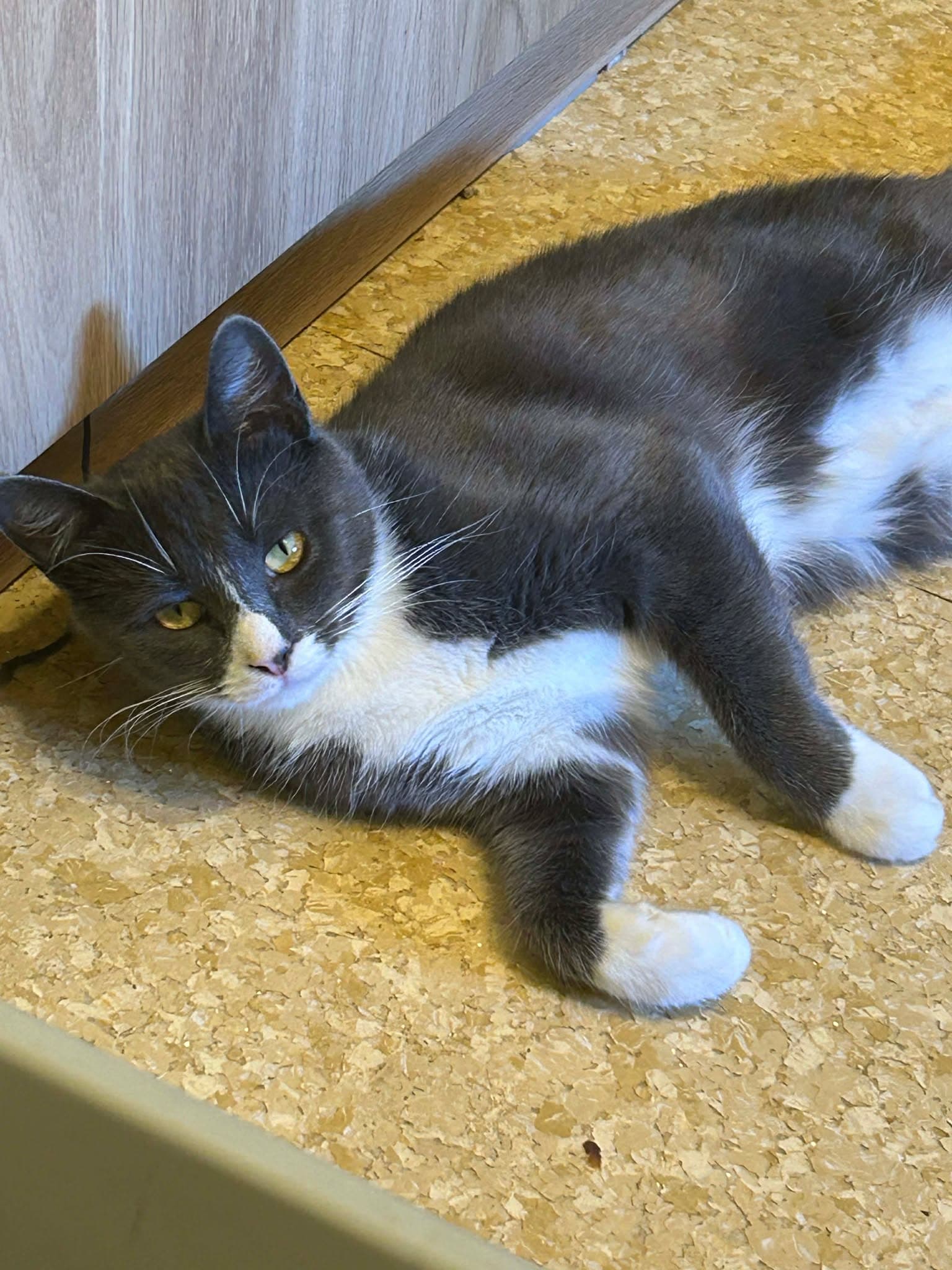 Isla - Domestic Shorthair cat available for adoption at Paws & Claws Adoptions in Adelaide