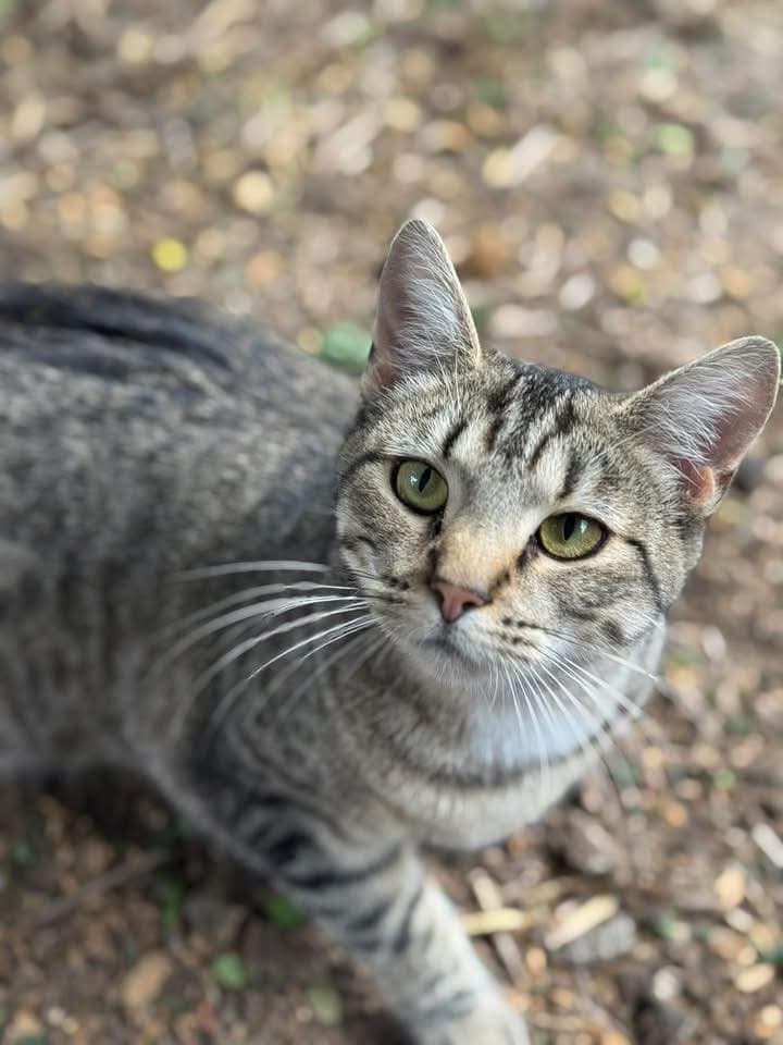 Motley - Domestic Shorthair cat available for adoption at Paws & Claws Adoptions in Adelaide