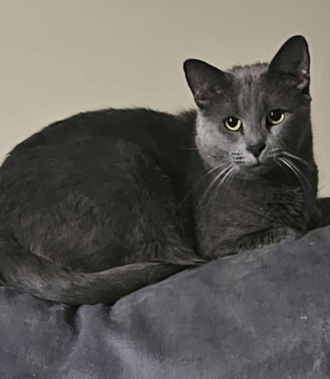 Ollie - Domestic Shorthair cat available for adoption in Adelaide