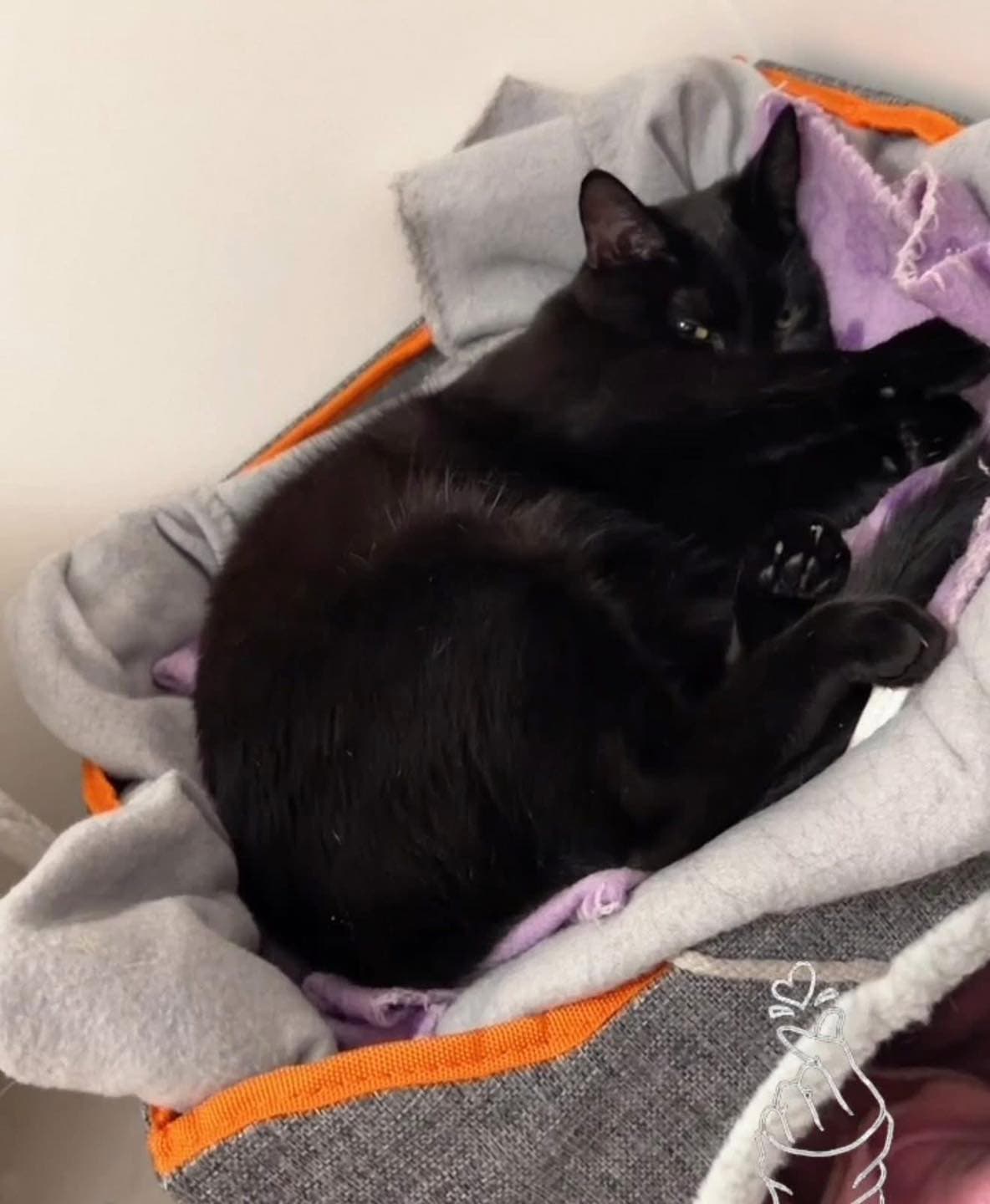 Lily - Domestic Shorthair cat available for adoption at Paws & Claws Adoptions in Adelaide