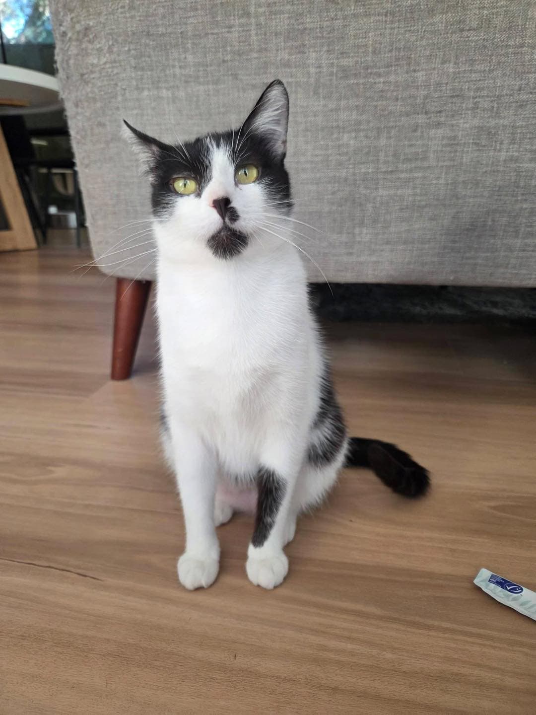 Bessie - Domestic Shorthair cat available for adoption at Paws & Claws Adoptions in Adelaide