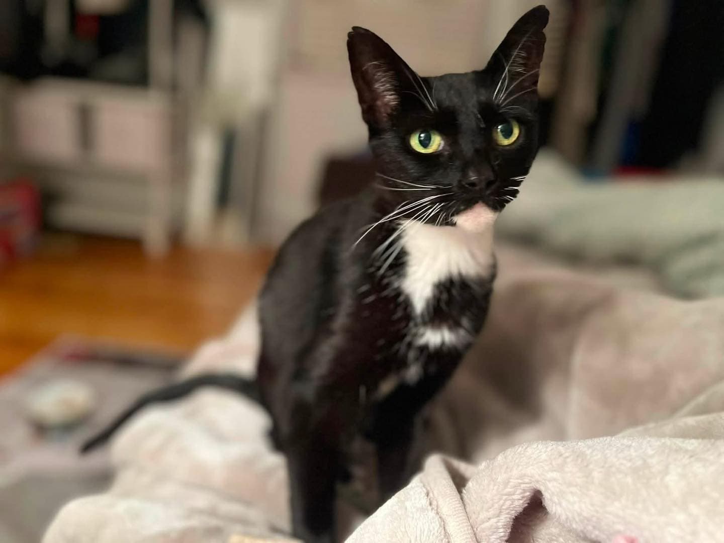 Salem - Domestic Shorthair cat available for adoption at Paws & Claws Adoptions in Adelaide