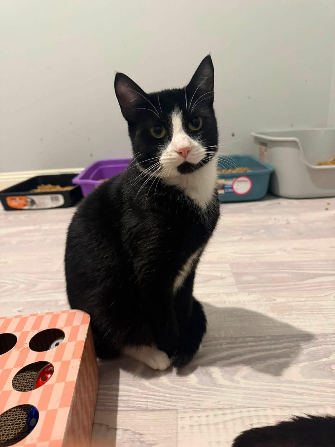 Agnes - Domestic Shorthair cat available for adoption at Paws & Claws Adoptions in Adelaide