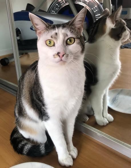 Rose - Domestic Shorthair cat available for adoption at Paws & Claws Adoptions in Adelaide