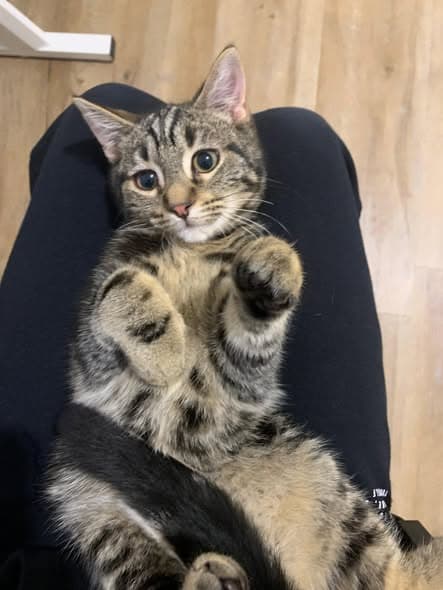M&M - Domestic Shorthair cat available for adoption at Paws & Claws Adoptions in Adelaide