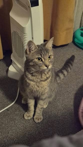 Catwoman - Domestic Shorthair cat available for adoption at Paws & Claws Adoptions in Adelaide