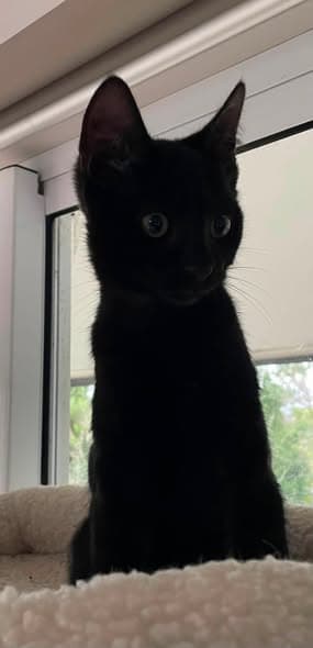 Aragorn - Domestic Shorthair cat available for adoption at Paws & Claws Adoptions in Adelaide