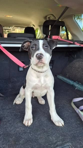 Maggie - Staffy x available for adoption in Adelaide