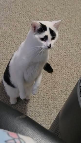 Charlie - Domestic Shorthair cat available for adoption in Adelaide