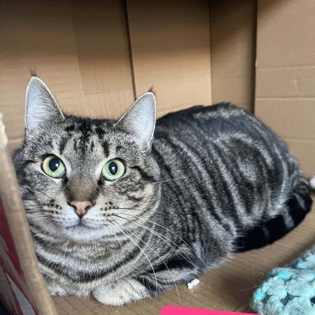 Ethyl - Domestic Shorthair cat available for adoption in Adelaide