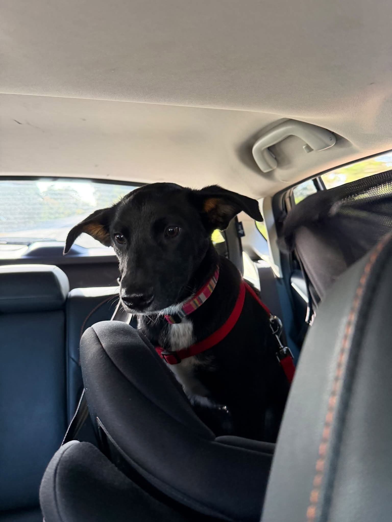 Maggie - Mixed Breed available for adoption in Adelaide