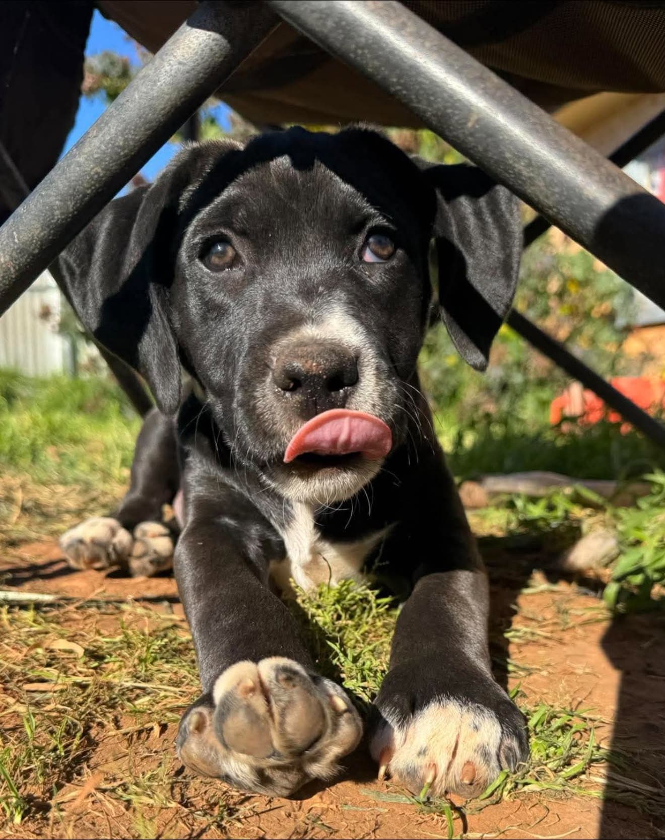 Axel - Labrador/Kelpie x Staffy available for adoption in Adelaide