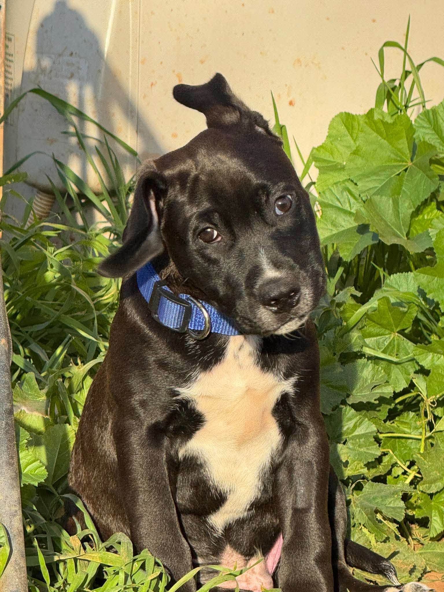 Arlo - Labrador/Kelpie x Staffy available for adoption in Adelaide
