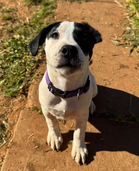 Angel - Labrador/Kelpie x Staffy available for adoption in Adelaide