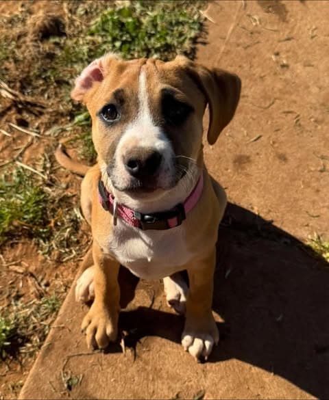 Autumn - Labrador/Kelpie x Staffy available for adoption in Adelaide