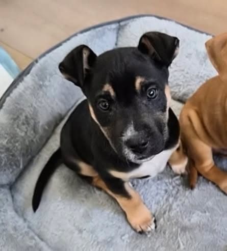 Hunter - Cattle Dog X Kelpie available for adoption in Adelaide