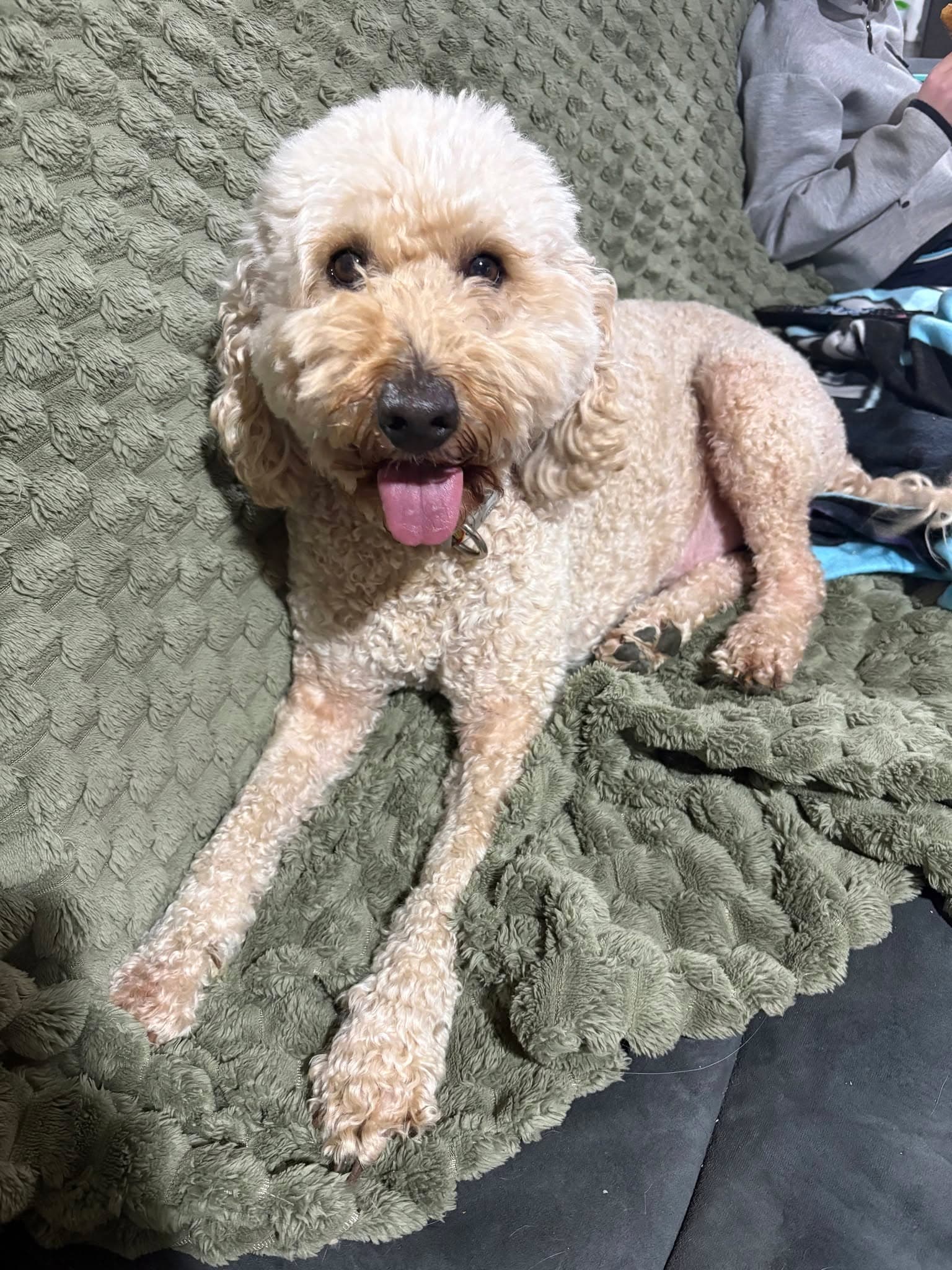 Humphrey - Groodle available for adoption in Adelaide