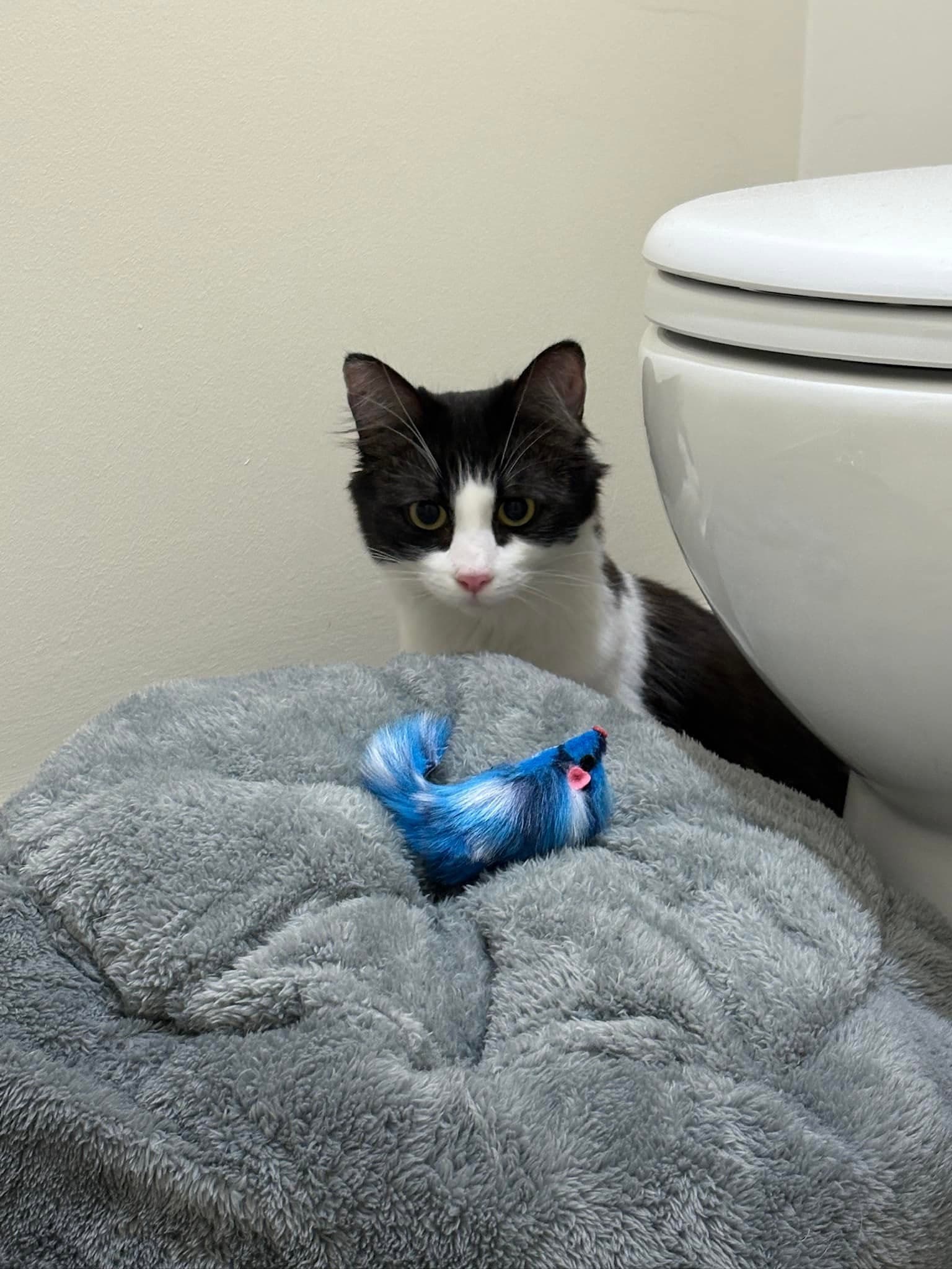 Bella - DMH x Ragdoll cat available for adoption in Adelaide