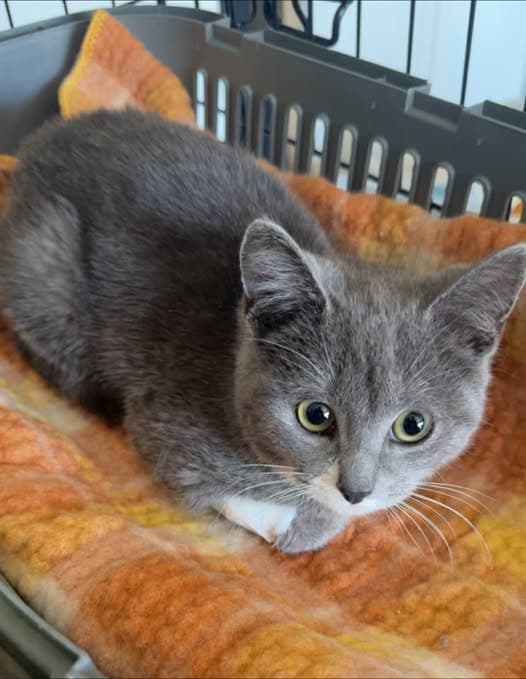 Della - Domestic Shorthair cat available for adoption at Paws & Claws Adoptions in Adelaide