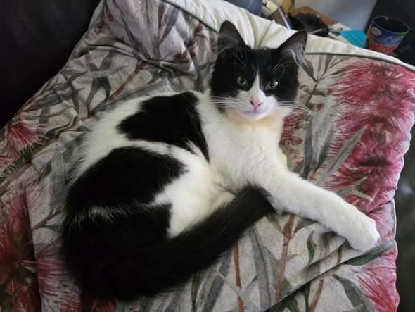 Helix - Domestic Longhair cat available for adoption in Adelaide