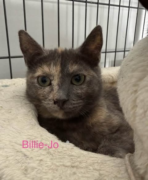 Billie-Jo - Domestic Shorthair cat available for adoption at Paws & Claws Adoptions in Adelaide