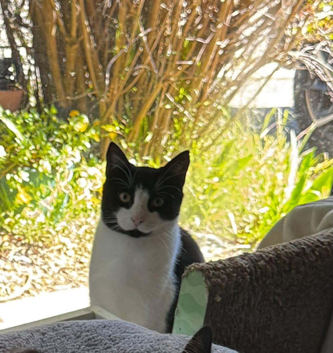 Dusty - Domestic Shorthair cat available for adoption in Adelaide