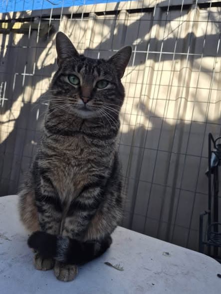 Misty - Domestic Shorthair cat available for adoption in Adelaide