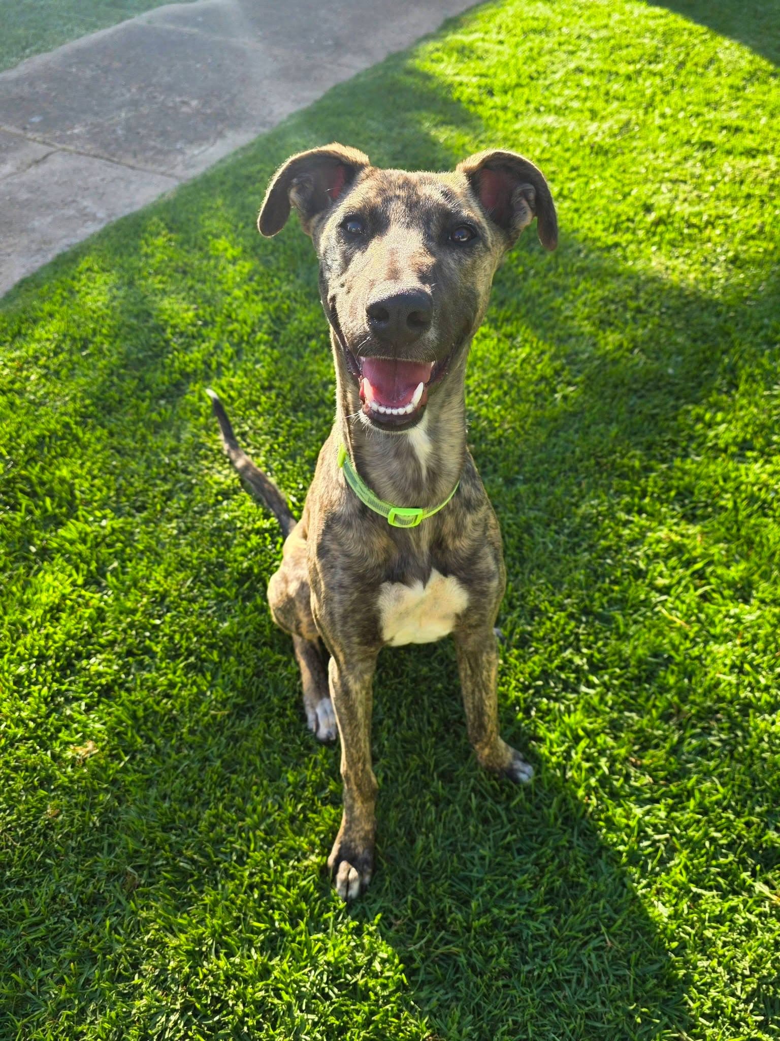 Sage - Staghound X available for adoption in Adelaide