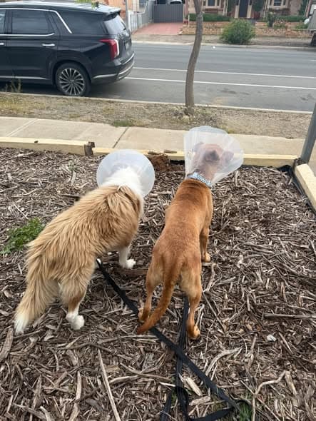 Hunter - Border Collie available for adoption in Adelaide