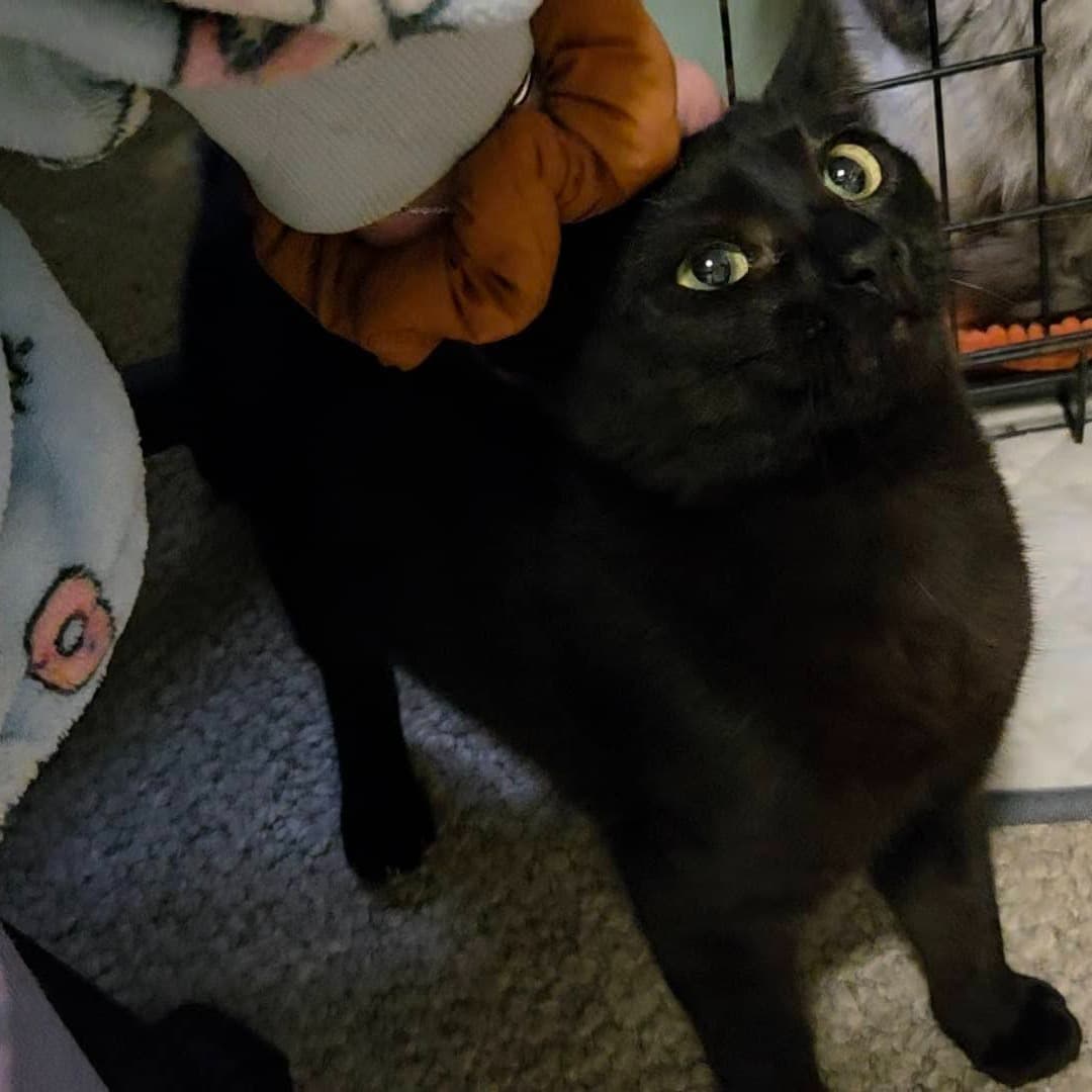 Chucky - Domestic Shorthair cat available for adoption at Paws & Claws Adoptions in Adelaide