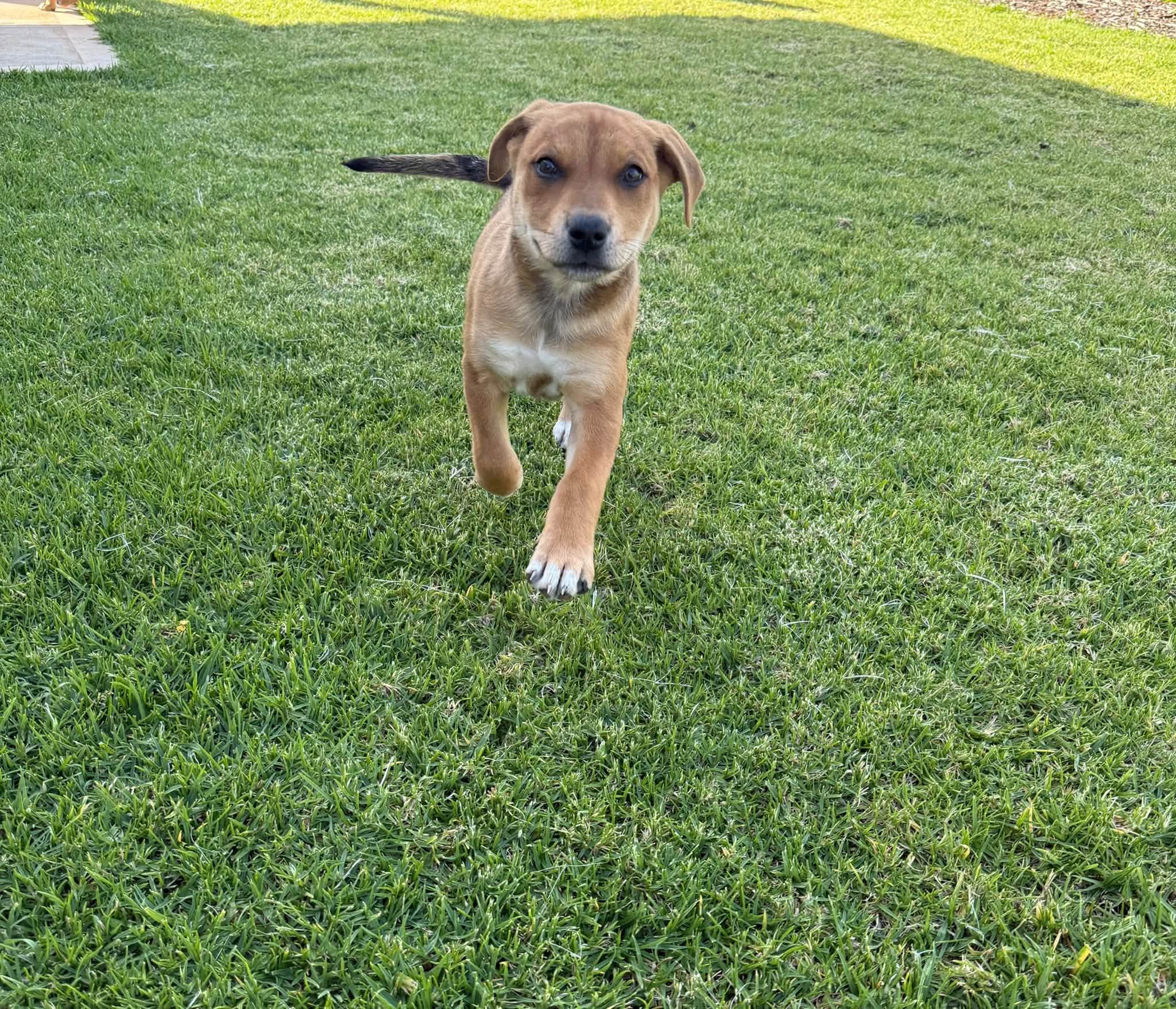 Aspen - Kelpie X Bullmastiff available for adoption in Adelaide