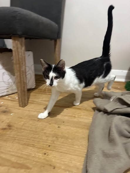 Fidget - Domestic Shorthair cat available for adoption at Paws & Claws Adoptions in Adelaide