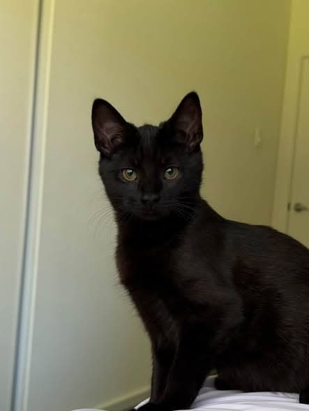 Nori - Domestic Shorthair cat available for adoption at Paws & Claws Adoptions in Adelaide