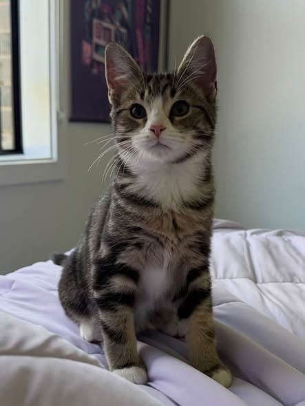 Azura - Domestic Shorthair cat available for adoption at Paws & Claws Adoptions in Adelaide