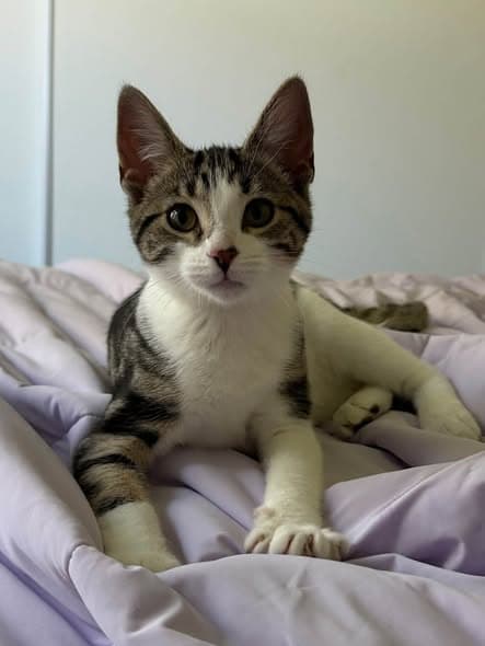 Elina - Domestic Shorthair cat available for adoption at Paws & Claws Adoptions in Adelaide