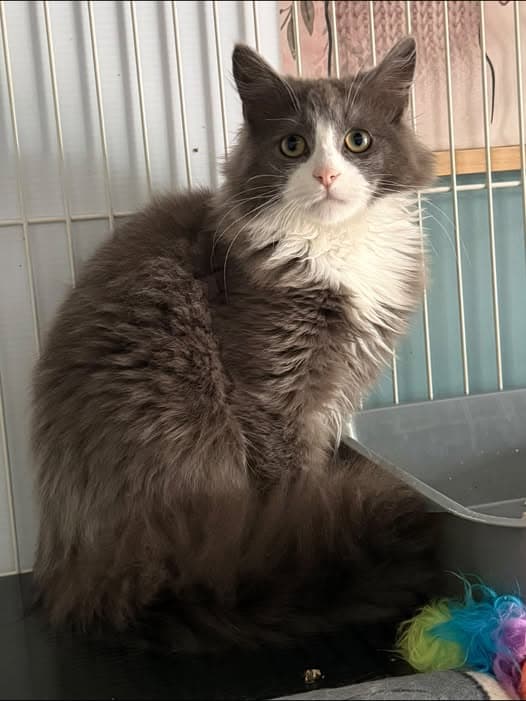 Mister - Domestic Longhair cat available for adoption at Paws & Claws Adoptions in Adelaide