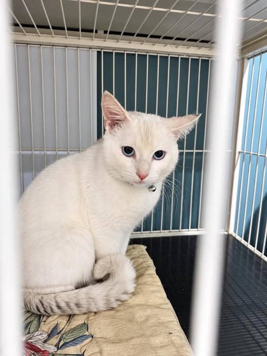 Frankie - Domestic Shorthair cat available for adoption at Paws & Claws Adoptions in Adelaide