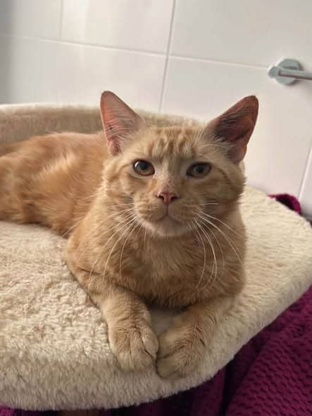 Micah - Domestic Shorthair cat available for adoption at Paws & Claws Adoptions in Adelaide